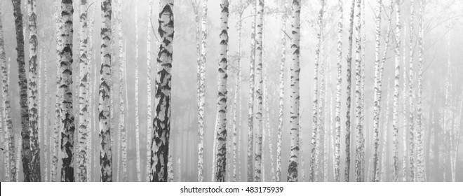 birch forest, black-white photo, autumn landscape, beautiful panorama - Powered by Shutterstock