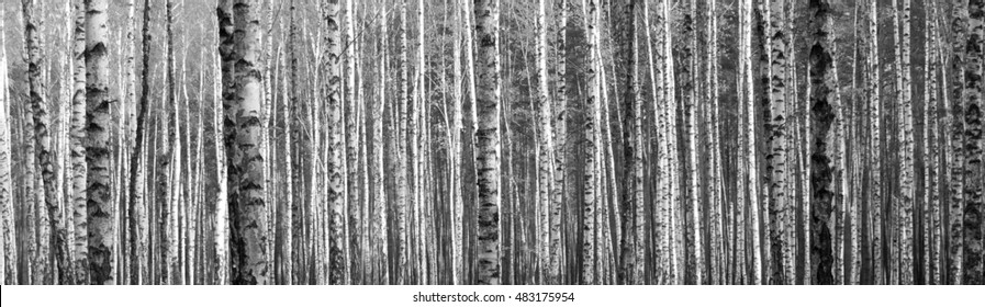 birch forest, black-white photo, autumn landscape, beautiful panorama - Powered by Shutterstock