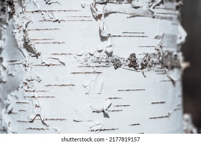 Birch Forest In Early Spring. 
Close-up Of Trunks Of Tree. Russian Nature. No People.