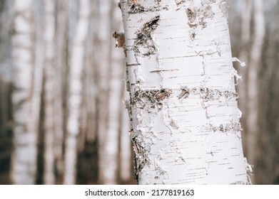 Birch Forest In Early Spring. 
Close-up Of Trunks Of Tree. Russian Nature. No People.