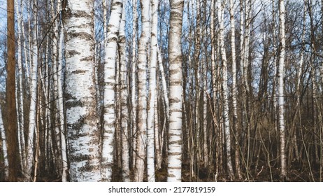 Birch Forest In Early Spring. 
Trunks Of Trees. Russian Nature. No People.