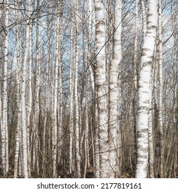 Birch Forest In Early Spring. 
Trunks Of Trees. Russian Nature. No People.