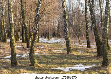 Birch Forest With Melting Snow In Spring Background