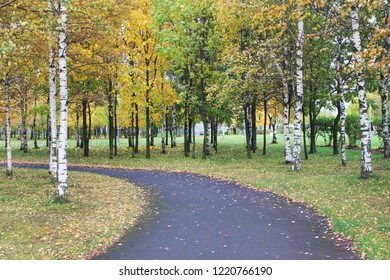 Birch Forest Nature With Small Alley Way Day View. Grove Of Birch Trees On Autumn Season Background With No People At City Park. Peaceful Fall Outdoor Scenery, Forest Image With Empty Cozy Park Road