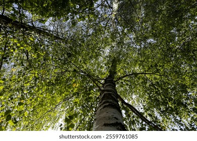 birch forest in September during the process of yellowing and leaf fall, birches in sunny weather