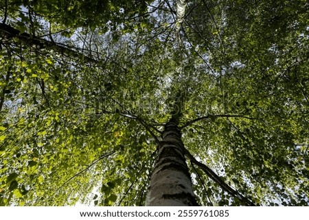 birch forest in September during the process of yellowing and leaf fall, birches in sunny weather