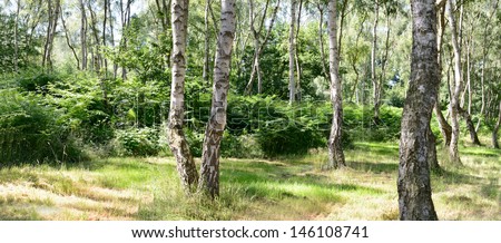 Birch forest. Sherwood Forest, Nottinghamshire. The immense forest famously known as the haunt of Robin Hood. Betula pendula (Silver Birch).