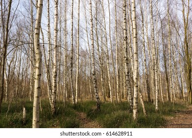 Birch forest spring