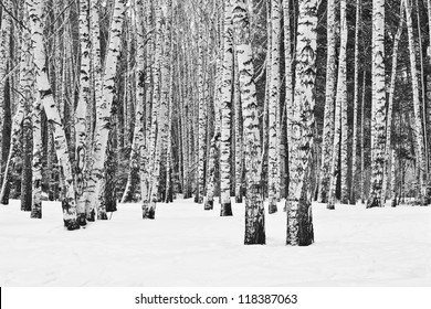 Birch forest in winter in black and white