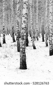 Birch Forest Winter Landscape, Black And White Photo