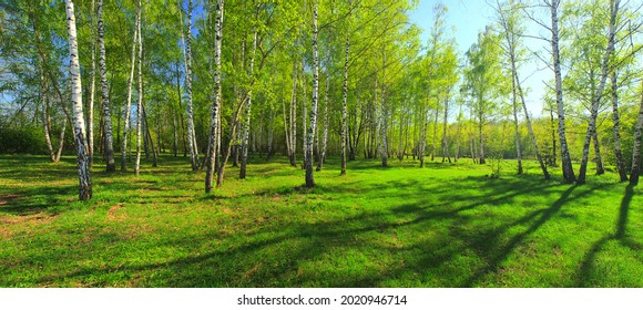 Birch grove, Panorama for photo printing wall murals, high resolution photo, spring forest with birches - Shutterstock ID 2020946714