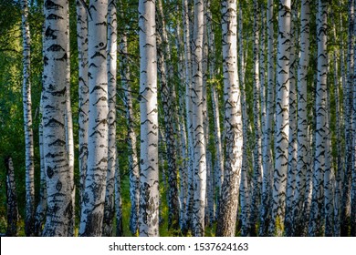 Birch Grove In The Russian Hinterland