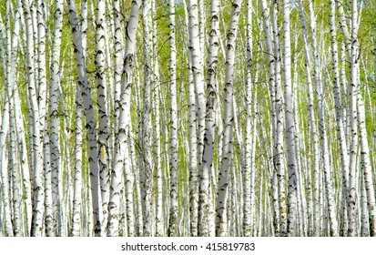 birch grove in the spring landscape background