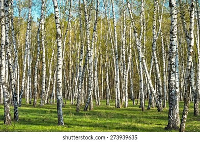 birch grove in the woods