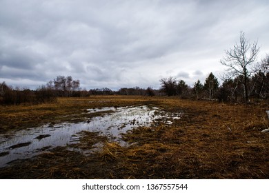 birch groves and marshes. Russian landscape