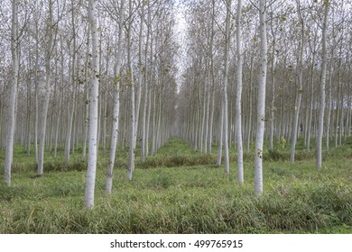 birch growing