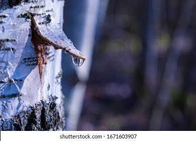 The birch juice gathering in the sunny spring day. The alone birch tree with the covered bark triangle for gathering with drop of birch juice - Powered by Shutterstock