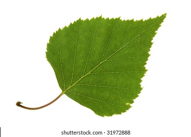 Birch Leaf Isolated On The White