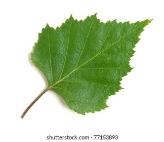 Birch Leaf On A White Background