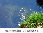 Birch leaf in a puddle