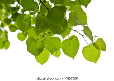 Birch Leaves Isolated