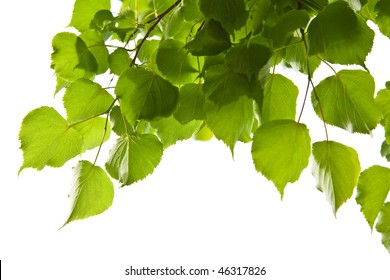 Birch Leaves Isolated