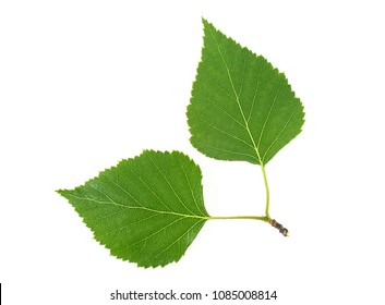 Birch Leaves Isolated On A White Background. Top View.