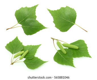 Birch leaves isolated. set
