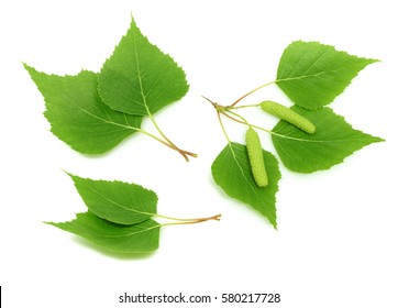 Birch Leaves Isolated. Set