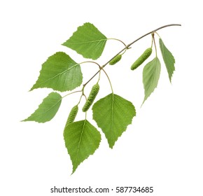 Birch Leaves Isolated. Without Shadow