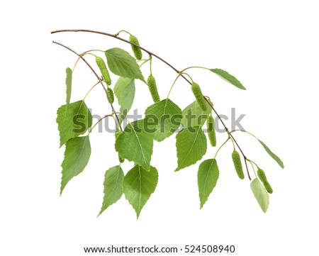 Birch leaves isolated. without shadow