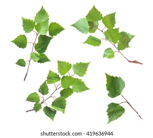 Birch Leaves Set Isolated On White Background