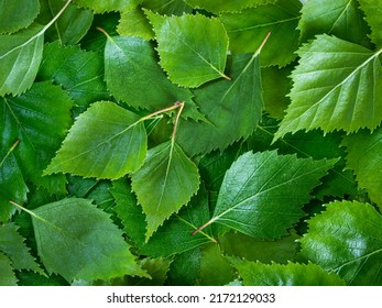 Birch leaves texture background. Spring birch green leaves pattern with copy space. Top view or flat lay canvas with fresh green leaves of birch
