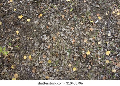 Birch leaves and twigs on the forest floor - Powered by Shutterstock