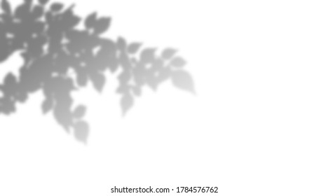 Birch leaves upper left corner white background grey medium shadow - Shutterstock ID 1784576762