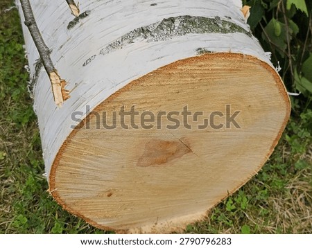 Birch log cut down in the forest during daytime near grassy area with leaves