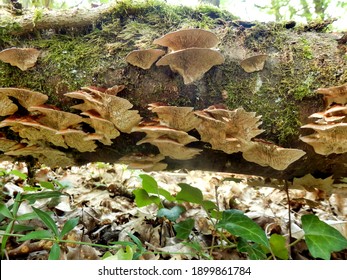 Birch Mazegill Fungus Aka Lenzites Betulinus, Showing The Intricate Maze Like Gill Formation