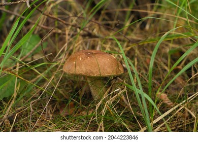 A Birch Mushroom (Boletaceae) In A German Forest 