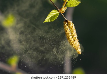 Birch pollen, blown up by the wind, is a strong allergen