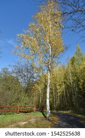 Birch and railings on the Forest Road in the park