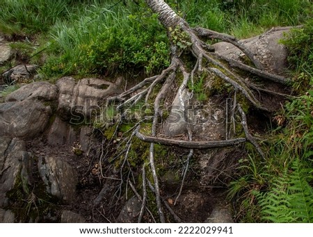 Birch roots and trunk on the slope in the mountains