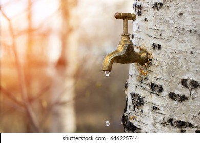 Birch Sap