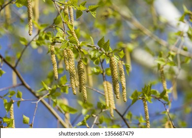 birch-seed-pods-on-branch-260nw-13566874