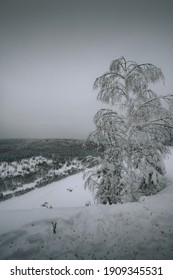 Birch In The Snow On The Cliff Edge