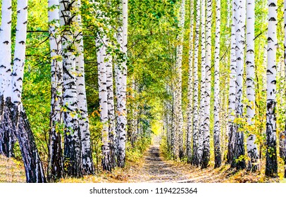 Birch tree alley in nature