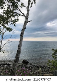 Birch Tree Along Lake Superior Michigan 