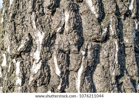 Birch tree bark