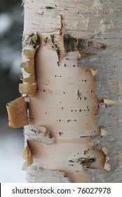 Birch tree bark with gray background