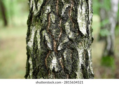 Birch tree bark pattern in natural green forest setting