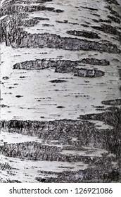 Birch Tree Bark Texture